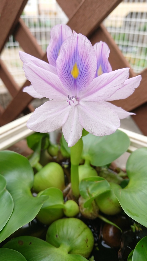 ホテイ草の花が咲きました