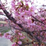 河津桜が咲き始めかした！